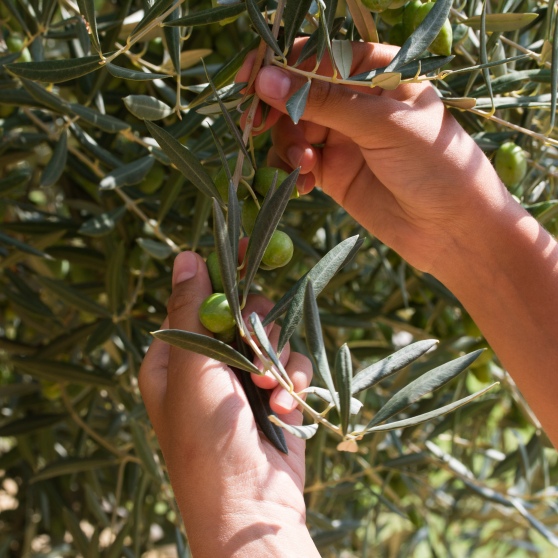 Farmer,Is,Harvesting,And,Picking,Olives,On,Olive,Farm.